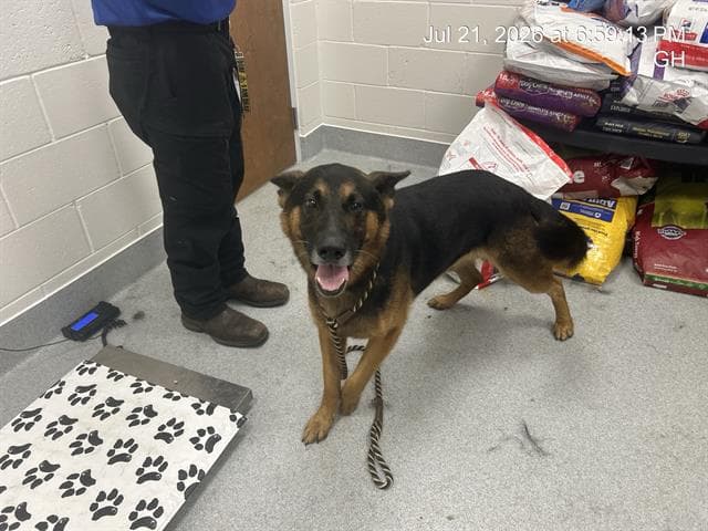 Unknown - German Shepherd Dog