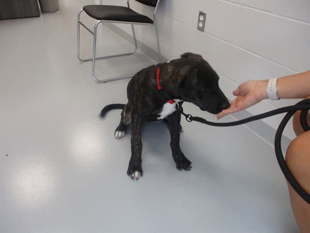 Maverick - American Pit Bull Terrier