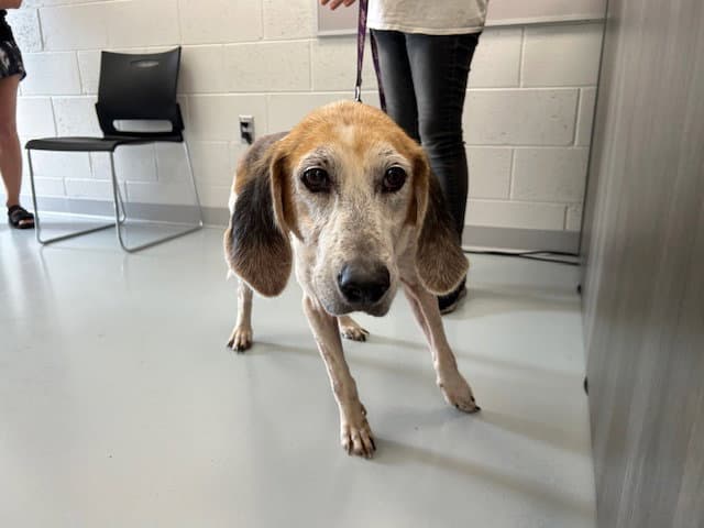 Marigold - Treeing Walker Coonhound