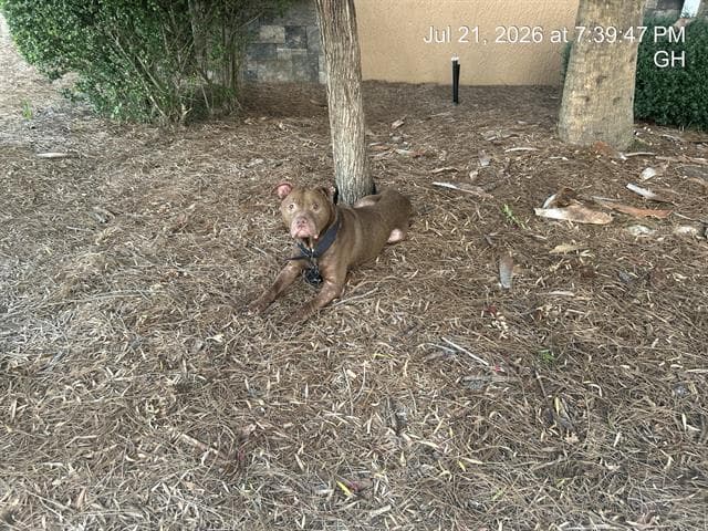 Henry - American Pit Bull Terrier