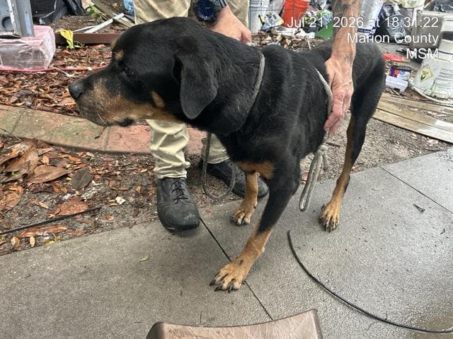 Kujoboo - Rottweiler