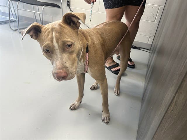 Unknown - American Pit Bull Terrier