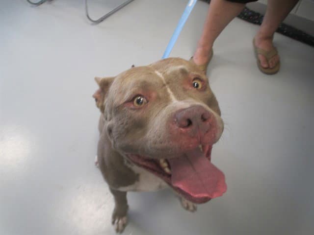 Unknown - Staffordshire Bull Terrier