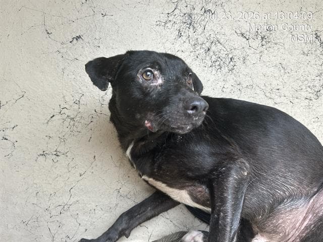Unknown - Labrador Retriever