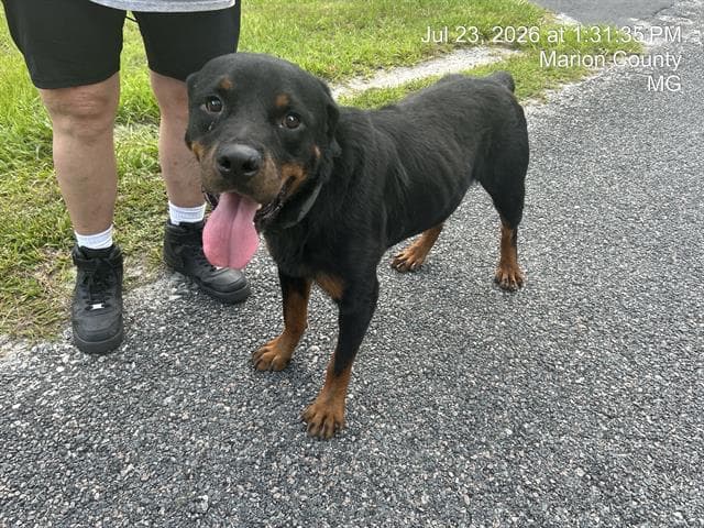 Unknown - Rottweiler