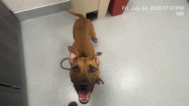 Unknown - American Pit Bull Terrier