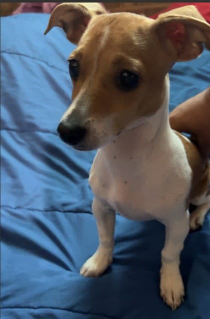 Poppy - Jack Russell Terrier (Parson Russell Terrier)