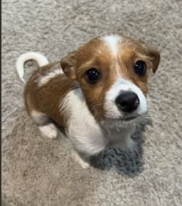 Kipper image 1