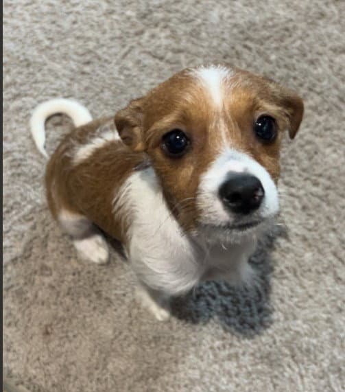 Kipper