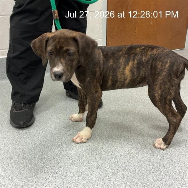 Unknown - American Pit Bull Terrier