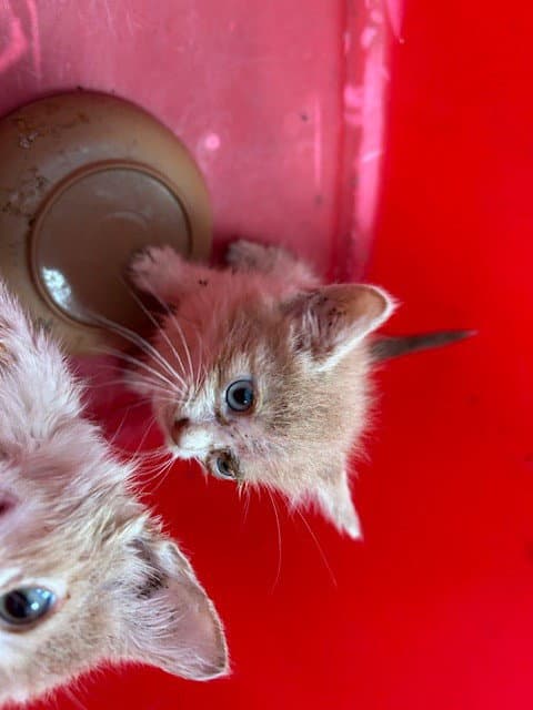 Taylor - Domestic Short Hair