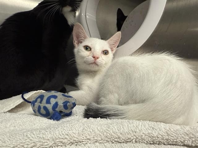 Custard - Domestic Short Hair