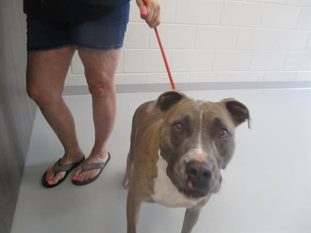 Champ - American Pit Bull Terrier