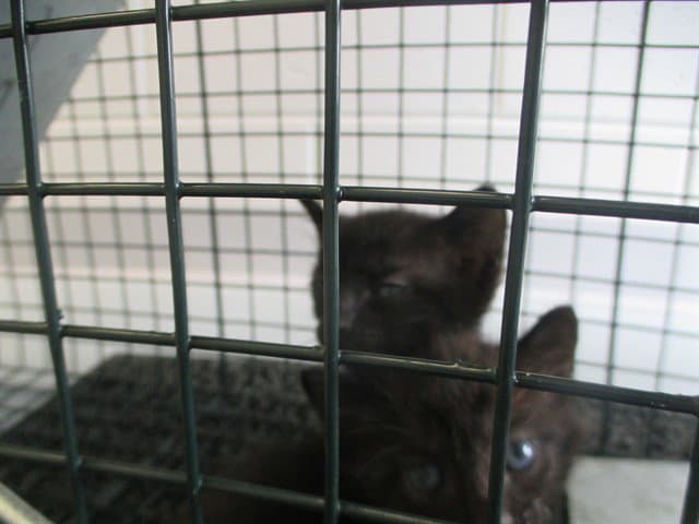 Unknown - Domestic Short Hair