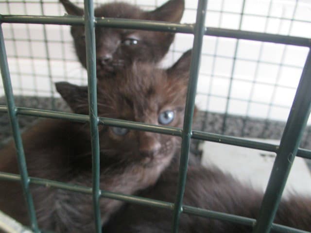 Unknown - Domestic Short Hair