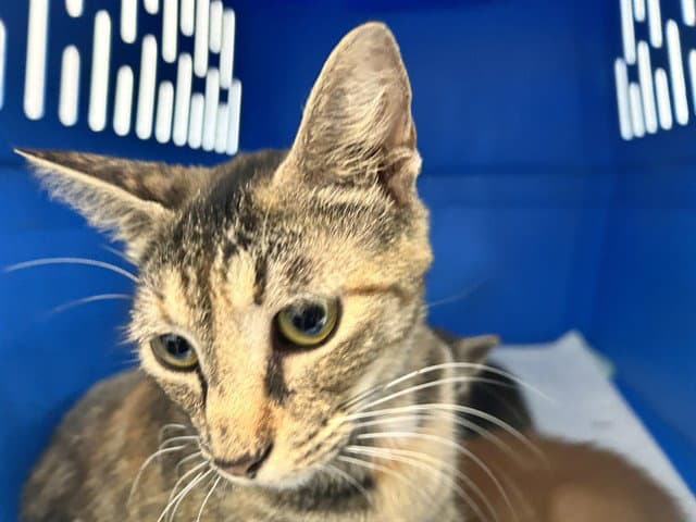 Unknown - Domestic Short Hair