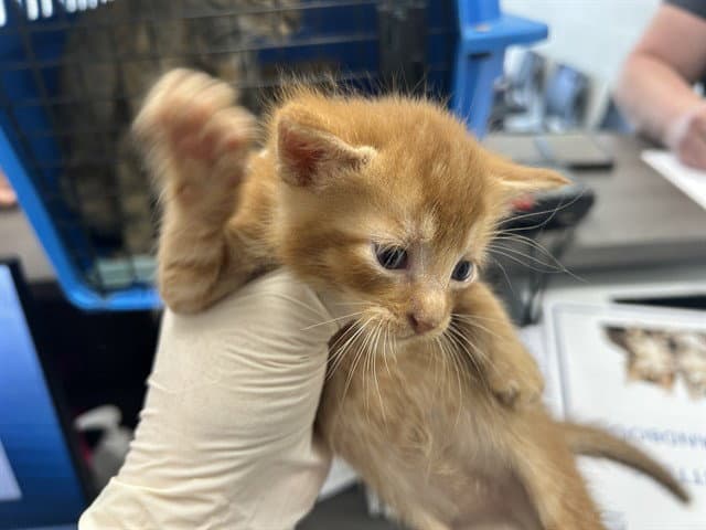 Unknown - Domestic Short Hair