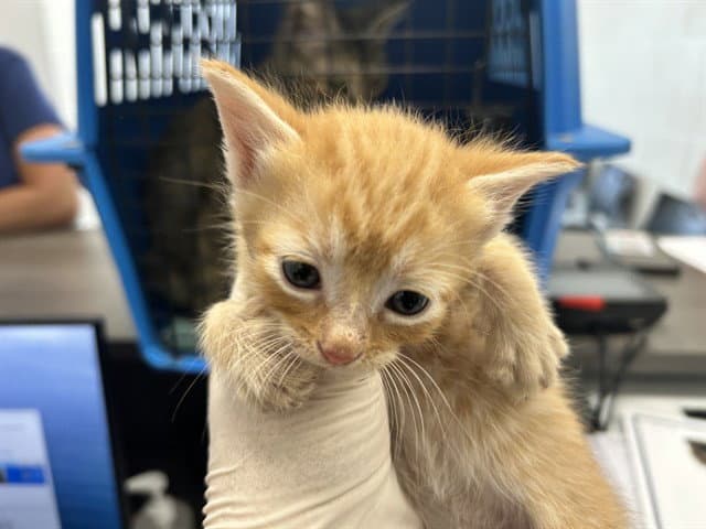 Unknown - Domestic Short Hair