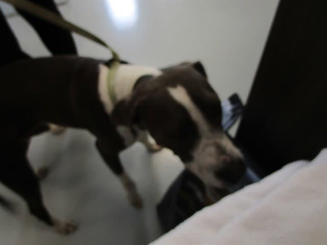 Zeus - American Staffordshire Terrier