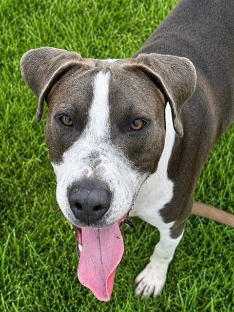Zeus - American Staffordshire Terrier