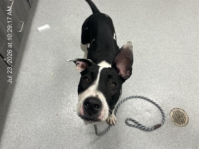 Unknown - American Pit Bull Terrier