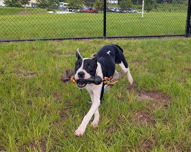 Unknown - American Pit Bull Terrier