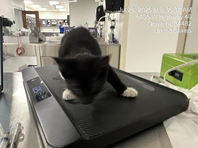 Unknown - Domestic Short Hair
