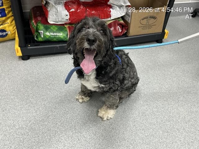 Bizzie - Poodle (Standard)