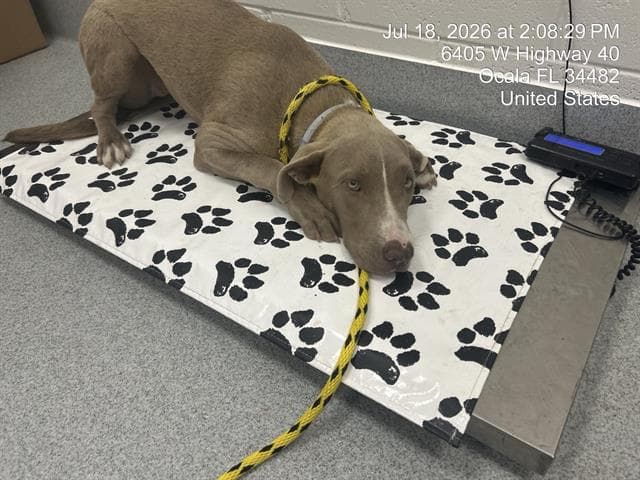 Bashful - American Pit Bull Terrier