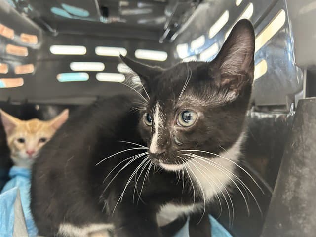 Unknown - Domestic Short Hair