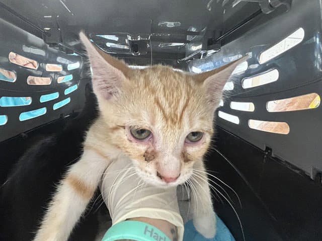Unknown - Domestic Short Hair