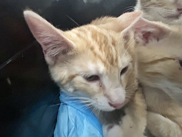 Unknown - Domestic Short Hair
