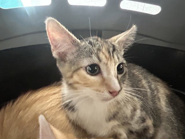 Unknown - Domestic Short Hair