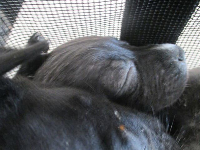 Unknown - American Pit Bull Terrier