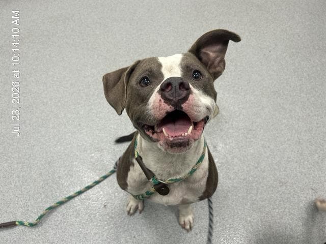 Buddie Boi - American Bulldog