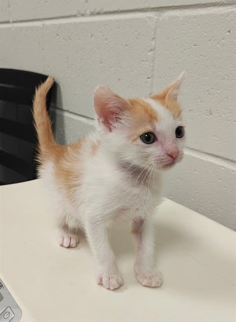 Rango - Domestic Short Hair