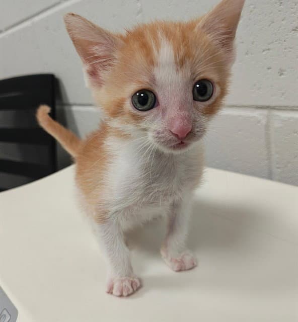 Florida - Domestic Short Hair