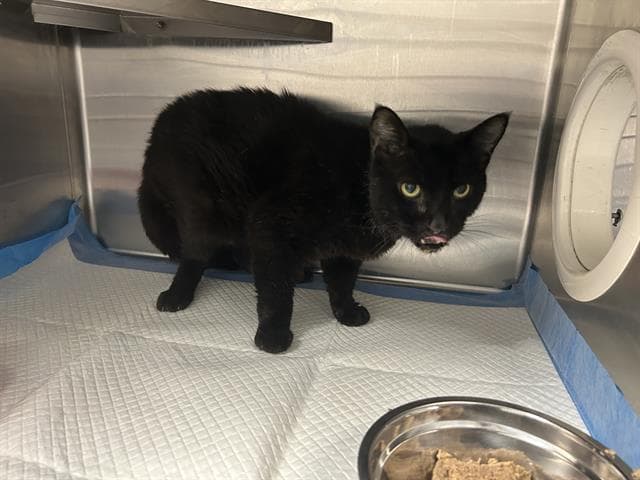 Jethro - Domestic Short Hair