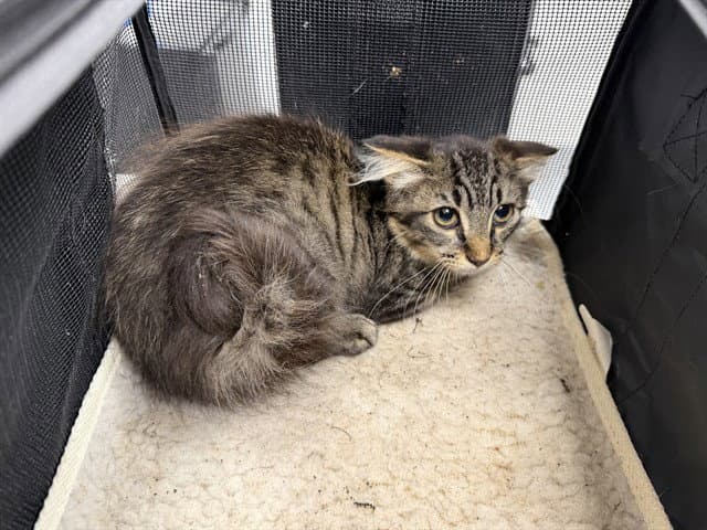 Unknown - Domestic Medium Hair