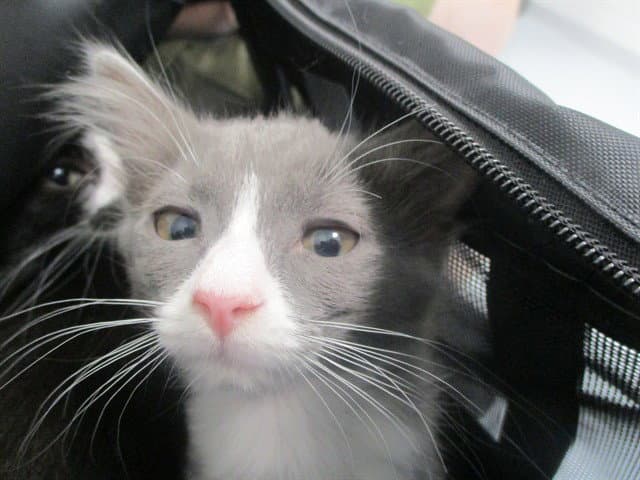 Unknown - Domestic Short Hair