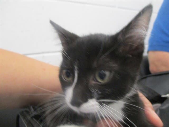 Unknown - Domestic Short Hair