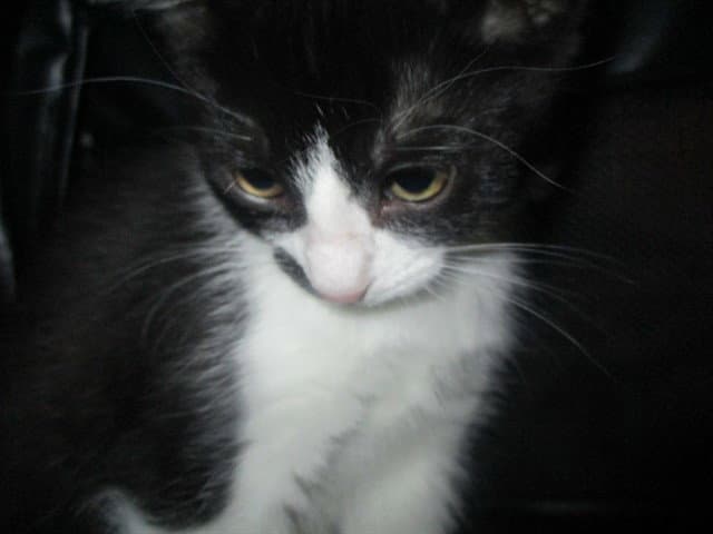 Unknown - Domestic Short Hair