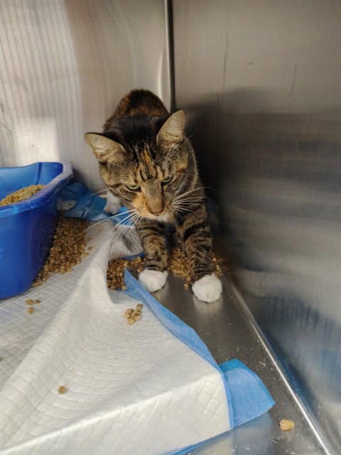 Drusilla - Domestic Short Hair