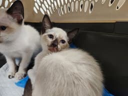 Sade image 1