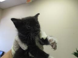 Whiskers image 1