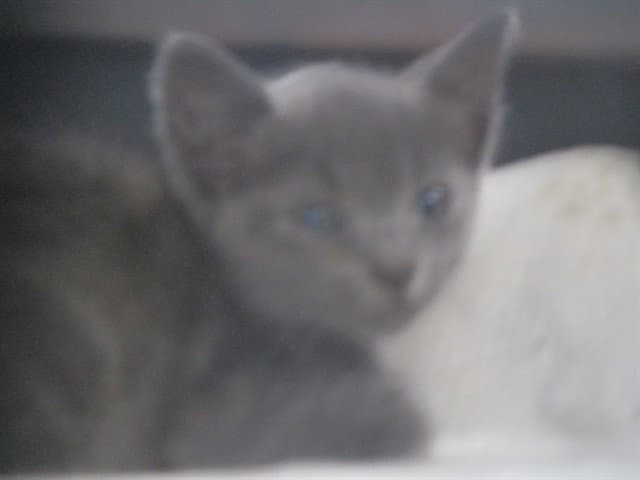Gray - Domestic Short Hair