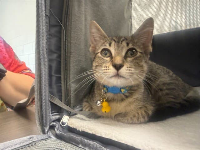 Zatto - Domestic Short Hair