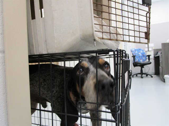 Randall - Black and Tan Coonhound