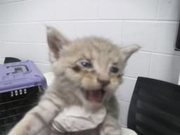 Unknown image 1