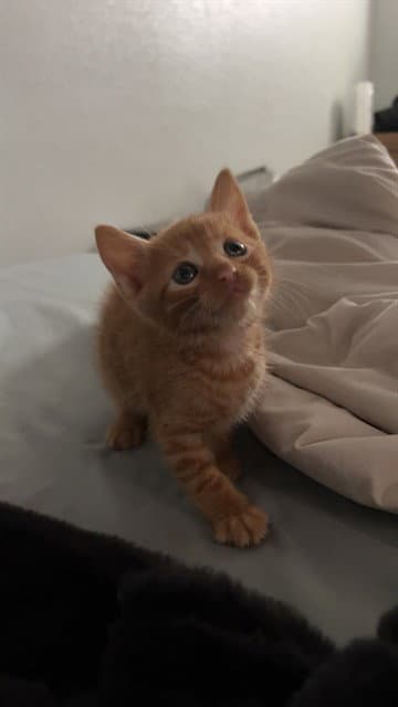 Sunny - Domestic Short Hair